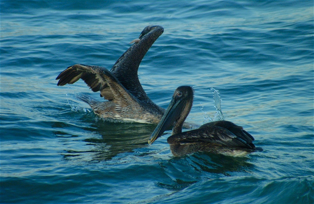 (39) Dscf0968 (pelicans).jpg   (1000x650)   294 Kb                                    Click to display next picture